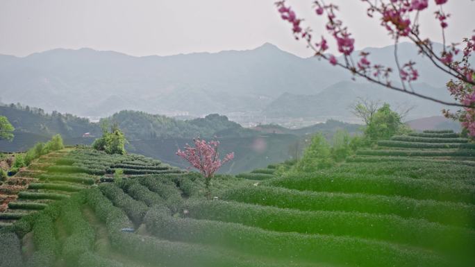 高山茶园樱花飞舞