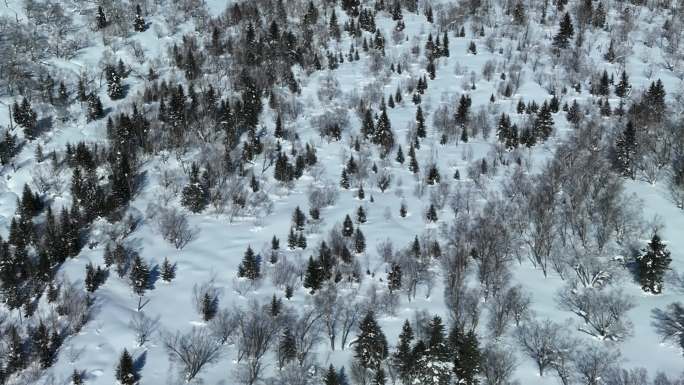 航拍吉林长白山雪原森林自然风光