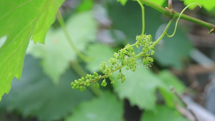 葡萄花序，葡萄花，葡萄