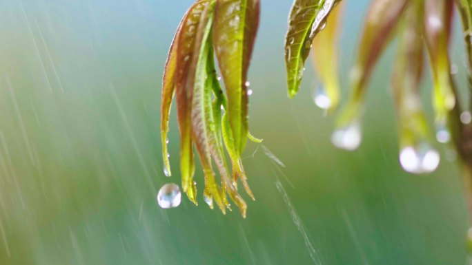 香椿在雨中展示