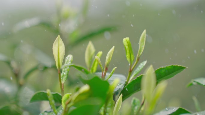 雨水茶园茶叶茶叶嫩芽