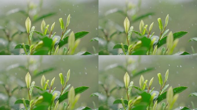 雨水茶园茶叶茶叶嫩芽