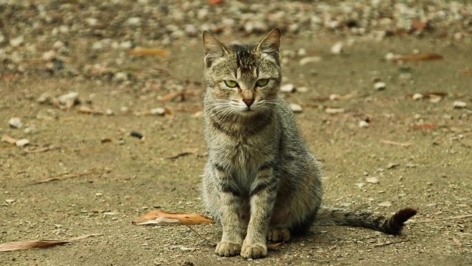 村里留守的猫