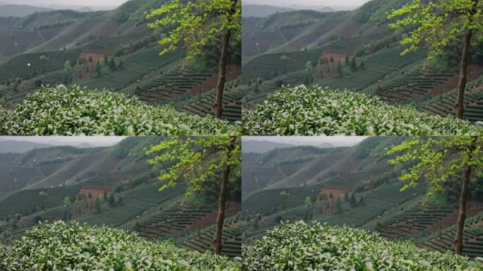 高山茶园茶山美景