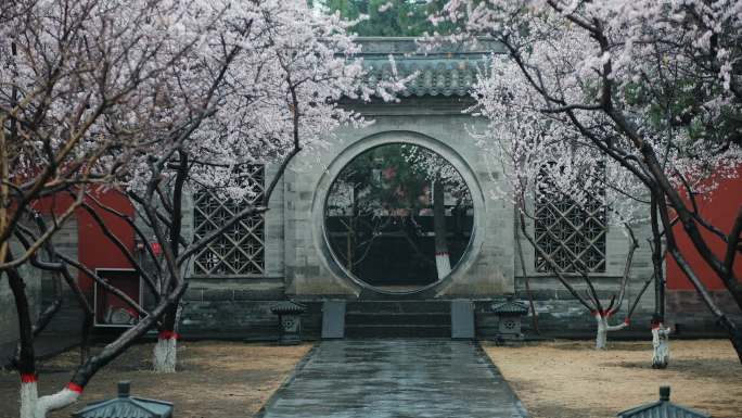 桃花 国风 春天 春 春雨 雨  古建筑