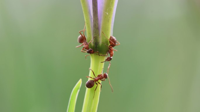 微距镜头里在花茎上活动的小蚂蚁