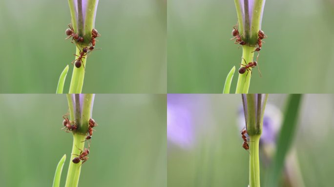 微距镜头里在花茎上活动的小蚂蚁