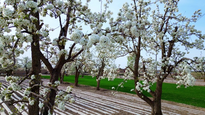 谷雨时节梨花开