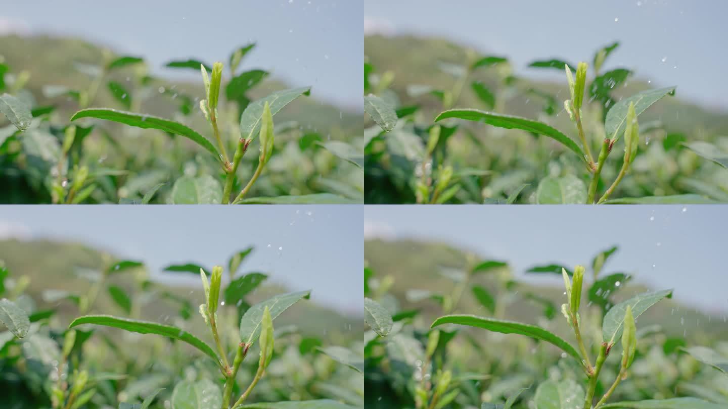 雨水茶园茶叶茶叶嫩芽