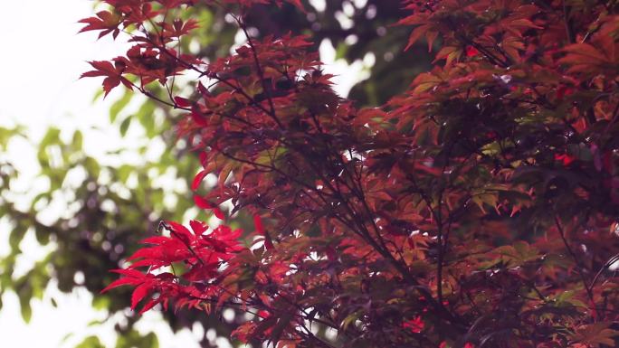 红枫树紫红鸡爪槭红叶小鸡爪槭红颜枫树