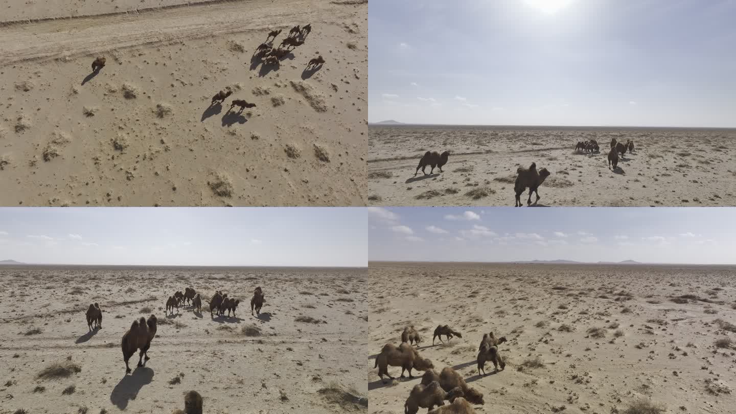 内蒙古乌拉特后旗沙漠红驼4K航拍