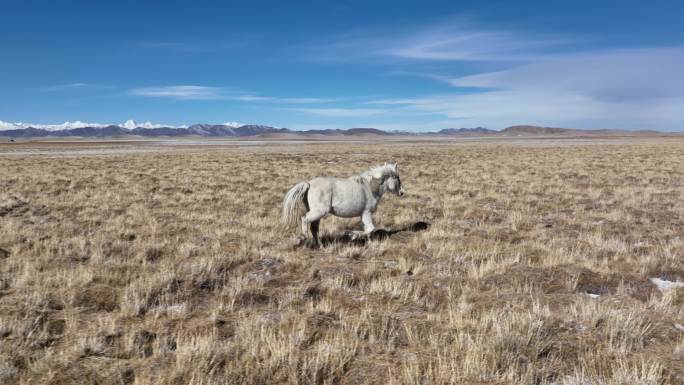 西藏雪域高原牧场