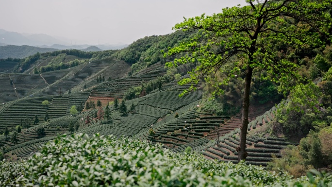 高山茶园茶山美景