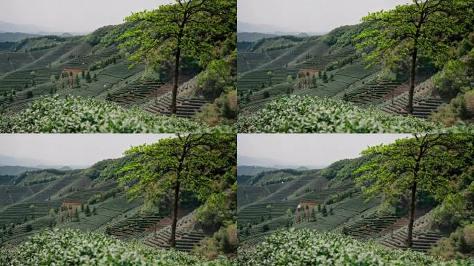 高山茶园茶山美景