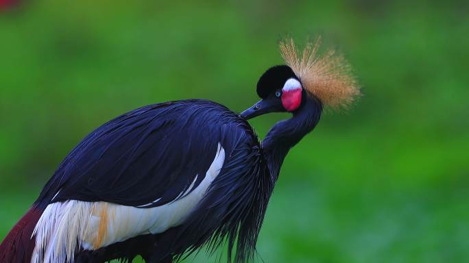 西非冠鹤：鹤类中歌舞明星疏羽毛时最美丽