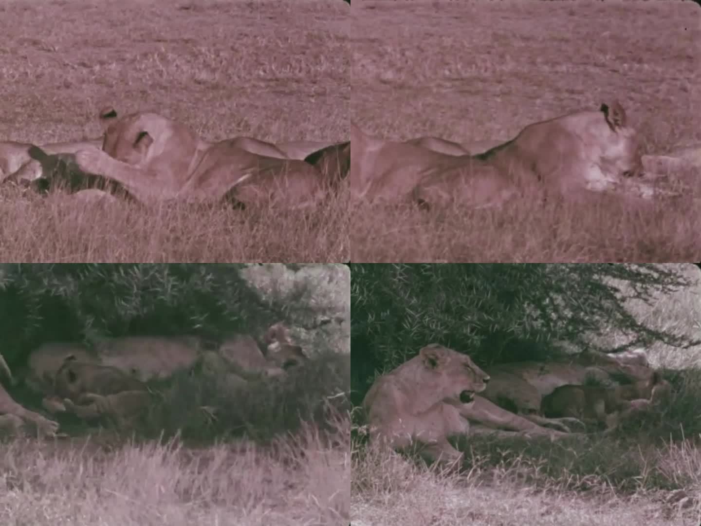 非洲动物 60年代 70年代 狮群 狮王