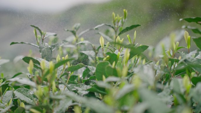 雨水茶园茶叶茶叶嫩芽