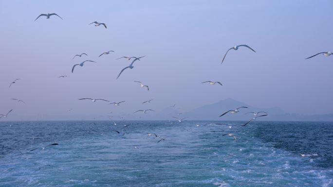 船尾海鸥 船尾浪花 人与自然