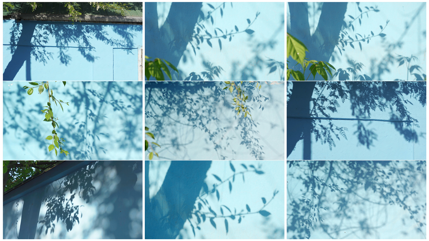 夏天蓝色墙面上的树叶光影
