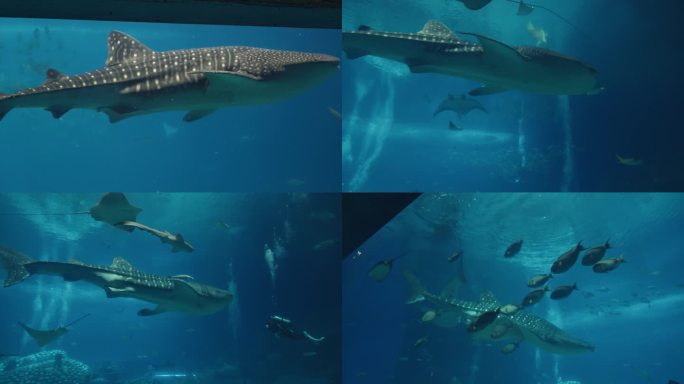 鲸鲨实拍4K