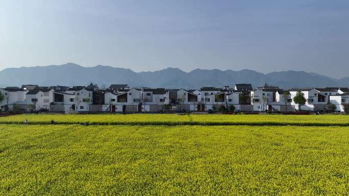 浙江杭州富阳东梓关油菜花航拍富春江御三