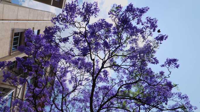 盛开的紫色蓝花楹04k50p