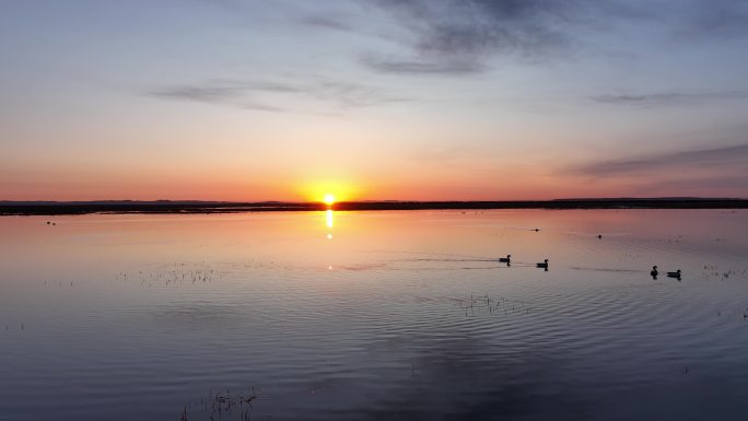 草原湖泊朝霞日出水面上游泳的水鸟