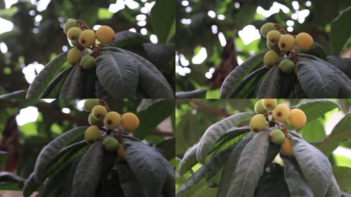枇杷成熟，丰收的季节