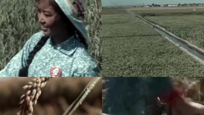 水稻种植 农业学大寨 60年代 70年代