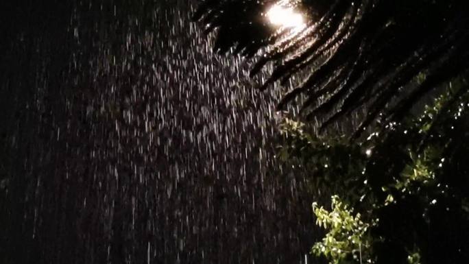 雨夜大雨夜雨绿叶雨夜风吹树叶摇摆雨滴雨声