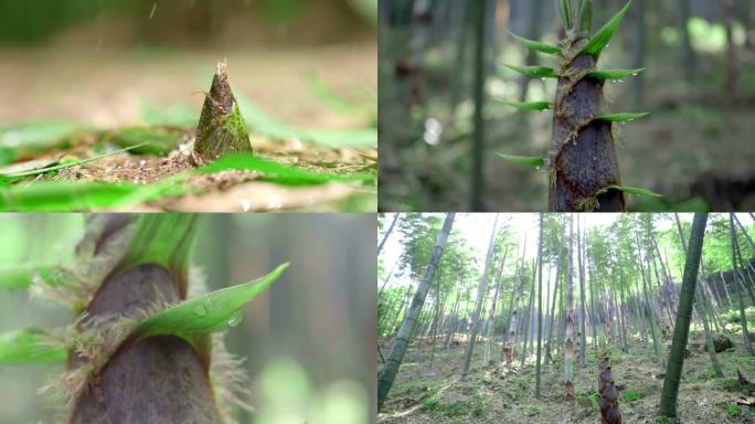 山林里春笋生长山野竹林春笋破土而出