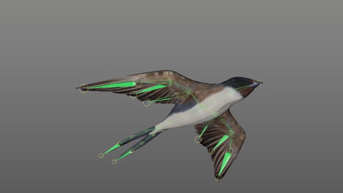 鸟 燕子模型 带骨骼绑定 随意旋转