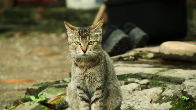 村里孤独的等待主人的猫咪