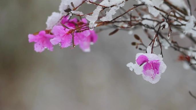 雪中兴安杜鹃