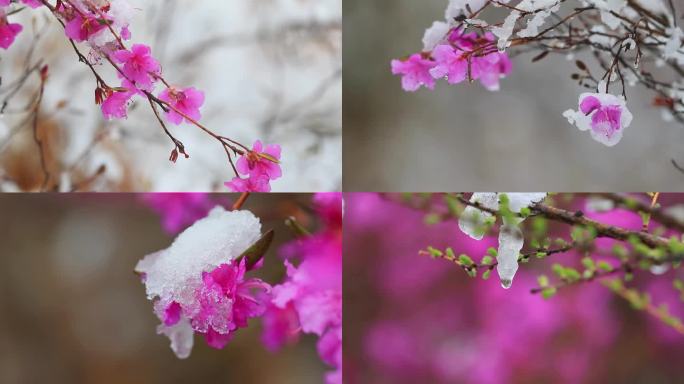 雪中兴安杜鹃