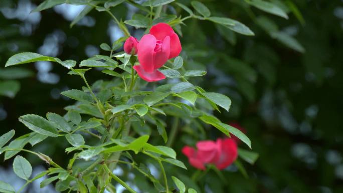 中国十大名花之一月季花