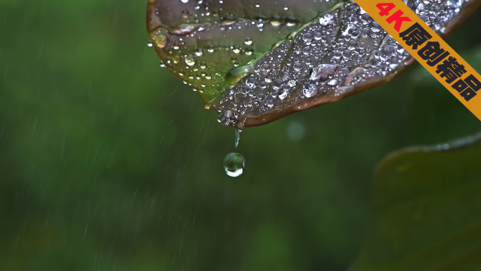 唯美雨中树叶雨滴水珠露珠升格