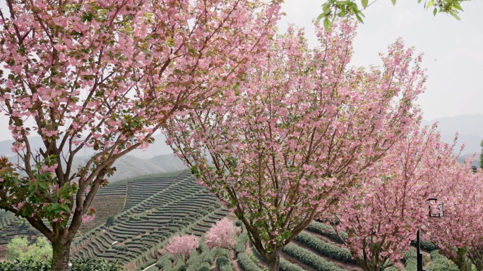 浪漫茶山樱花飞舞 花飞花落