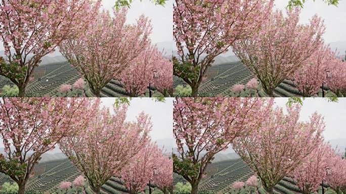 浪漫茶山樱花飞舞 花飞花落