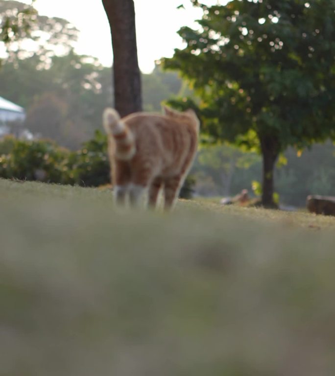 猫咪流浪猫