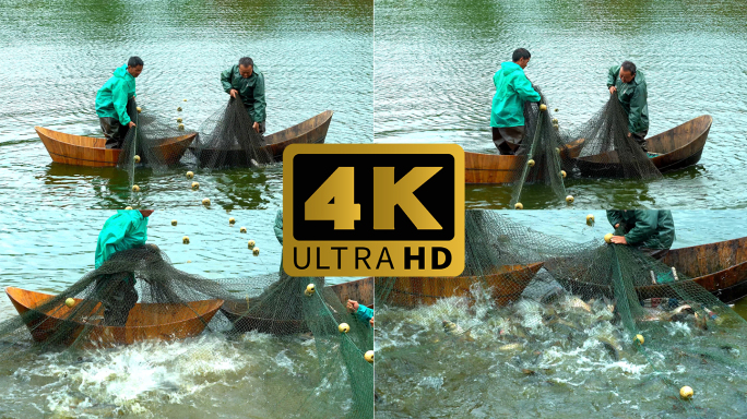 水库捞鱼 渔业丰收 渔业养殖 撒网捕鱼