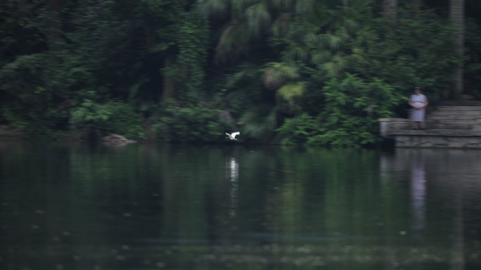 白鹭飞过水面