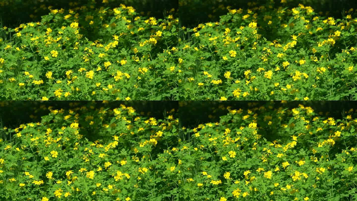 夏季一片黄色小花朵美丽风景实拍4K