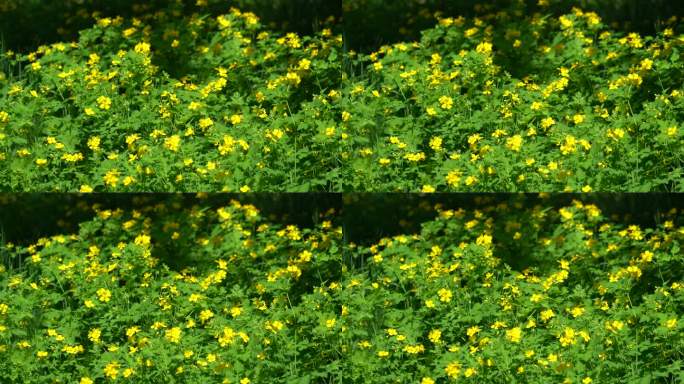 夏季一片黄色小花朵美丽风景实拍4K