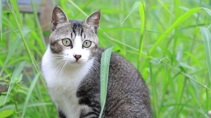 狸花猫特写，狸花猫吃草特写，中华田园猫