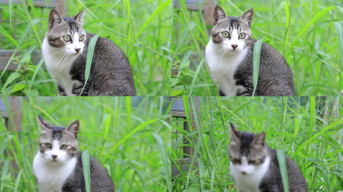 狸花猫特写，狸花猫吃草特写，中华田园猫