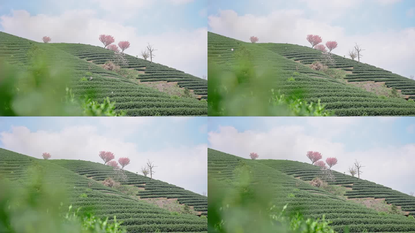 浪漫茶山樱花飞舞 花飞花落