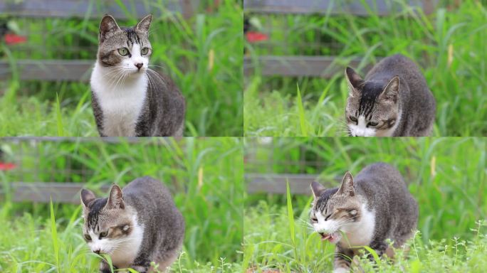 狸花猫特写，狸花猫吃草特写，中华田园猫