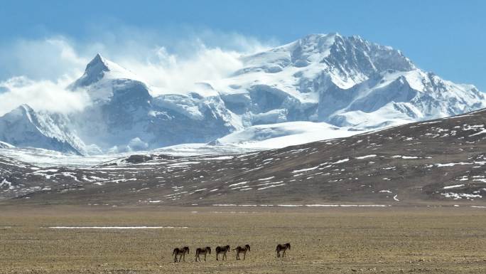 西藏雪山下的藏野驴