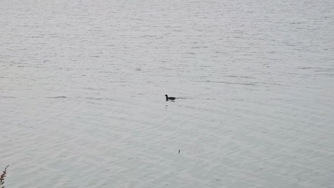 湖面上游泳的鸭子